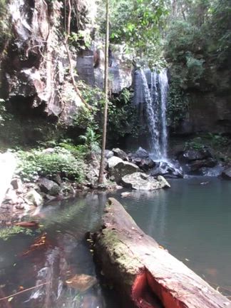 動物たちの感性の記事動画