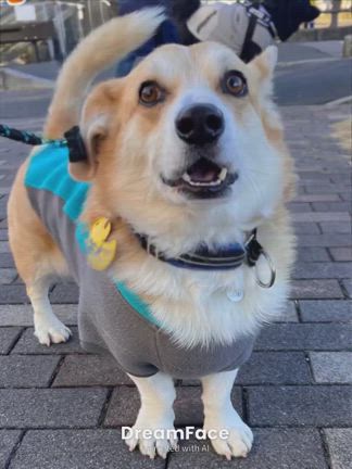 流行りモノ。の記事動画