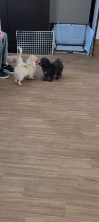 パピー教室の記事動画