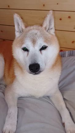 柴犬ギンタ　動画の記事動画