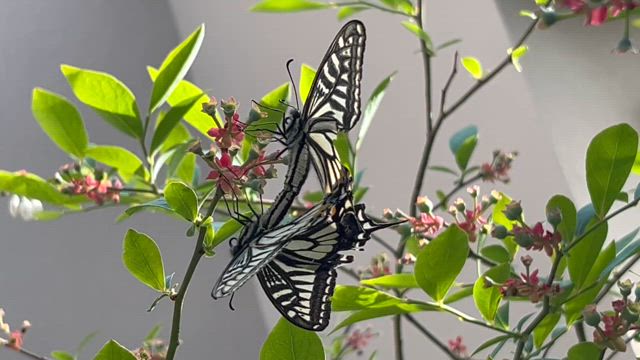 今年のGWは、あっという間でした。の記事動画