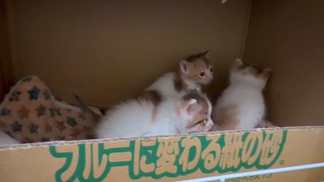 親子猫、名前決まりました❣️の記事動画