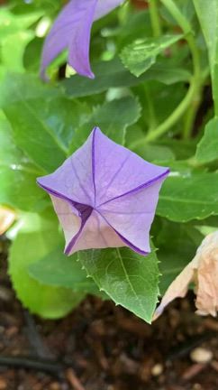 2025.7.14 少し涼しい朝の記事動画