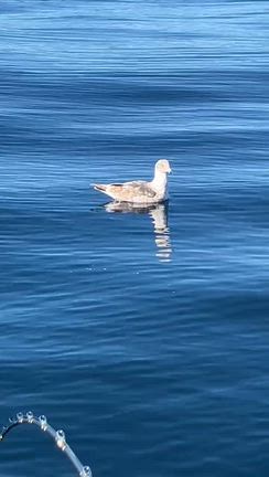 釣りバカとの記事動画