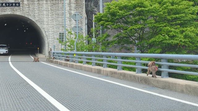 福井県池田町 道のオアシスフォーシーズンテラスの記事動画