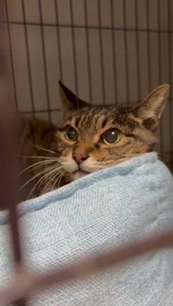 ミーチのことの記事動画