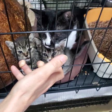 母子でちゅーる争奪戦！黒白のグーグー面会受付中！の記事動画