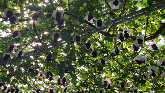 葡萄100%の記事動画