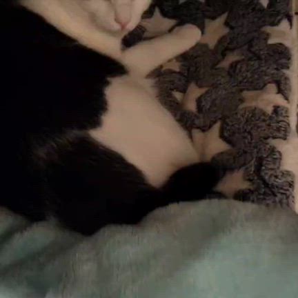 幸せ報告・大、ミィ トライアル‼️の記事動画