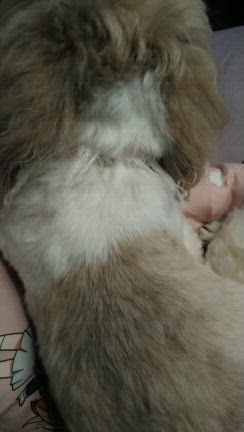 飼い主が迎えにきた時の愛犬の鳴き声が可愛すぎた犬(件)♥️の記事動画