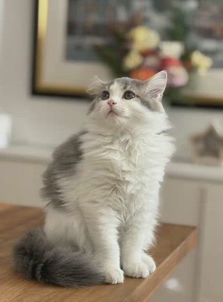 メリークリスマス♥️の記事動画