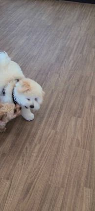 パピー教室の記事動画