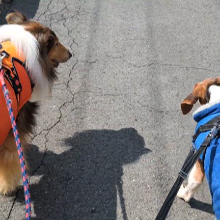 【覚えていますか、オリオン君を】もつなべ君、じいちゃんコリーがくれる穏やかな時間の記事動画