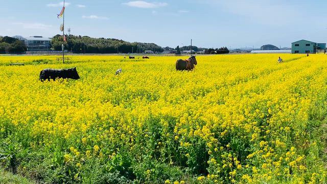 菜の花満開！の記事動画