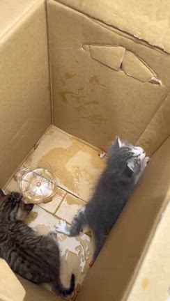 動物の遺棄、虐待は犯罪ですの記事動画