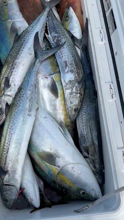 青物‼️の記事動画