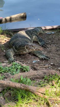 またタイへ行って来ました！③の記事動画