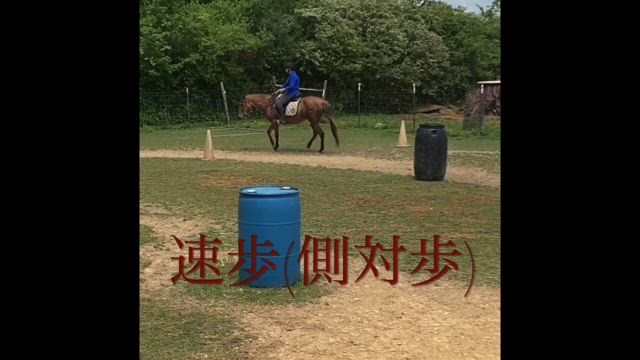 動画で確認、パソフィノの歩様の記事動画