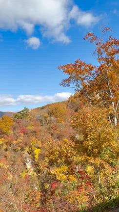 鳴子峡と潟沼の紅葉の記事動画
