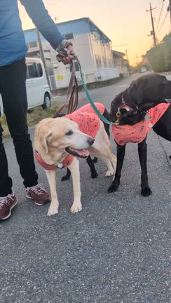 散歩に行ったよの記事動画