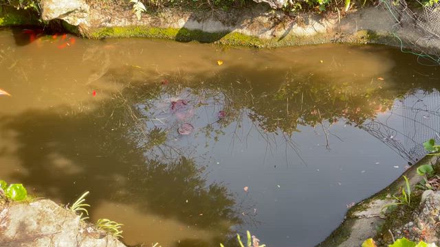 【庭の池の金魚（コメット）】第1回、産卵祭りが開催されました☺︎の記事動画