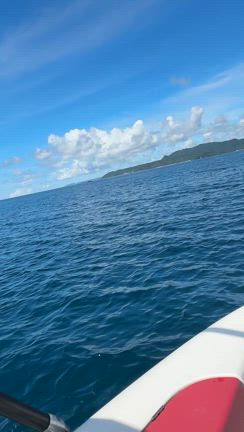 イルカと遊んできました！の記事動画