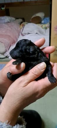 トイプードルの仔犬すくすく成長の記事動画