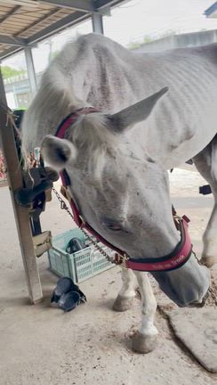 大好きな馬シルクエスケープのことの記事動画