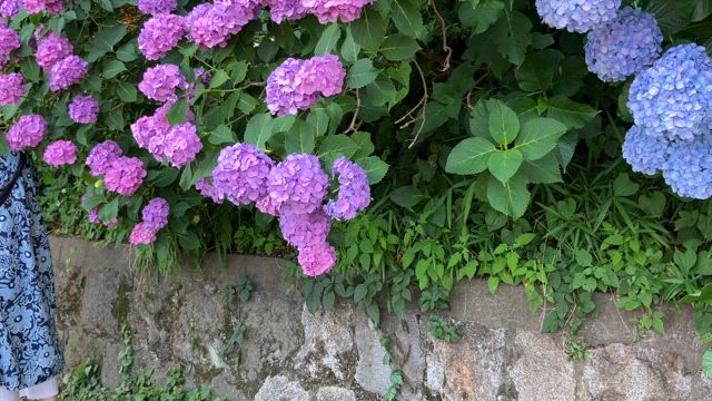 紫陽花の小径の記事動画