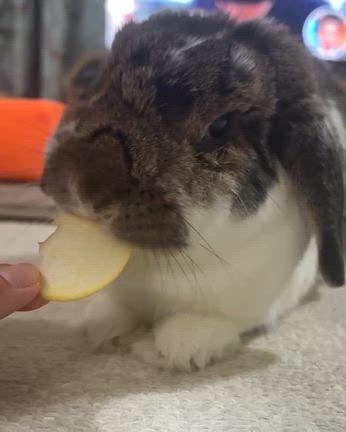 大換毛中のお顔がボコボコこむたんの記事動画