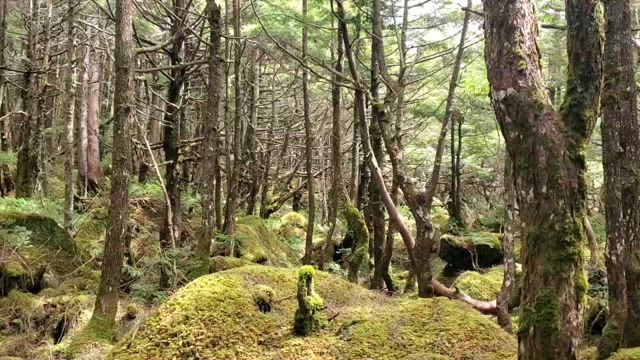 マワリテメグル、トキ、トコロ、ヒト。大移動が始まります。の記事動画