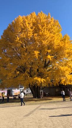 オハツキイチョウの記事動画