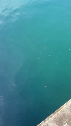 富山といえばあのイカが浜や漁港で簡単に獲れるってほんと？の記事動画