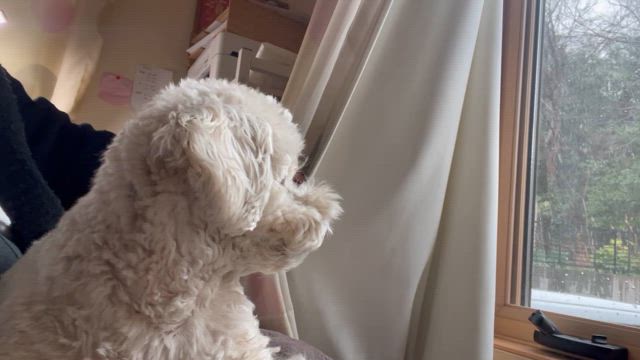 お雛さまとアカデミー賞の記事動画