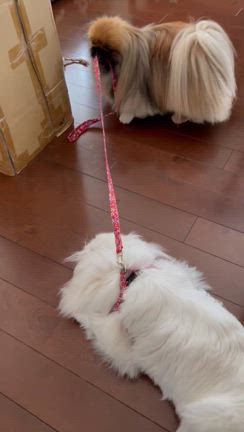 手術前検査の記事動画