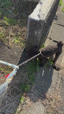 犬とリハビリの記事動画
