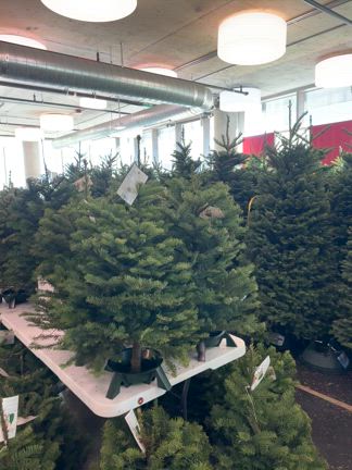 生のクリスマスツリー！の記事動画