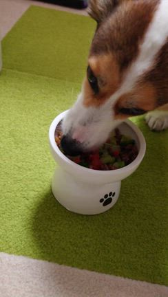 ムギ９歳になるの記事動画