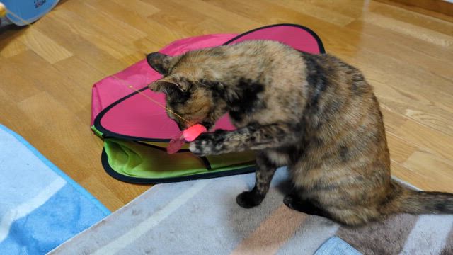 リミッター解除？？？IN【西之森】の記事動画