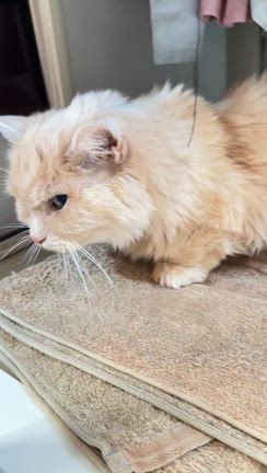 【乳癌手術退院後6m3w】乳がん妊孕性オフ会/パクリタキセル3回目の記事動画