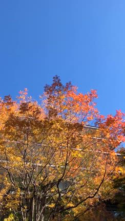 芸術と紅葉と食欲の三連休の記事動画