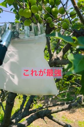 今年の梅仕事。の記事動画