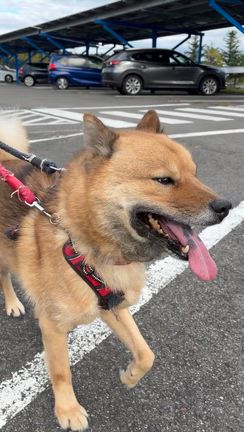 のんびりお散歩☀️の記事動画