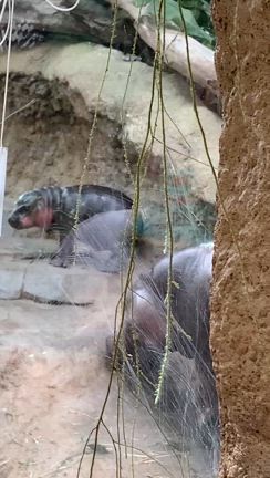 神戸どうぶつ王国へ行ってきた４の記事動画