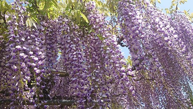 ゴールデンウィーク☆の記事動画