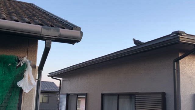 鳩被害の記事動画