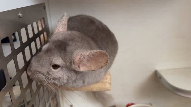 ぎゅるるですばーいの記事動画