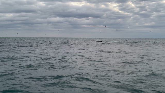 朝からイワシてんこ盛り。の記事動画