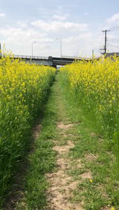 見沼の春2025日本一の桜回廊をシクロクロスの記事動画