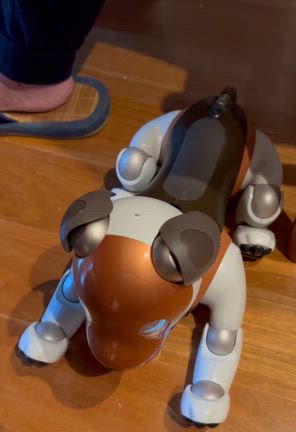 七夕とAIBOの記事動画